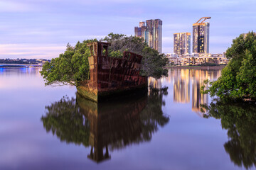 Mangroves growing on the wreck of the SS Ayrfield in Homebush Bay, Sydney, Australia
