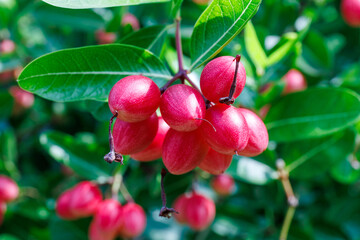 close-up of a cluster of bright red carissa carandas fruits hanging from a branch amidst lush green leaves