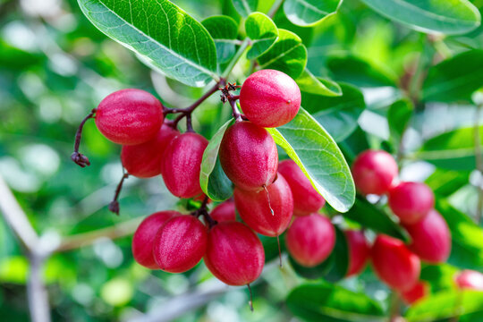 close-up of a cluster of bright red carissa carandas fruits hanging from a branch amidst lush green leaves