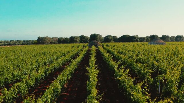 Campagna salentina: Trullo (pajaro) nel vigneto, e l'oliveto per l'olio extravergine di oliva, al tramonto - Puglia, Torricella, Taranto, Salento