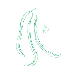 Vector illustration of green beans with pods and seeds in botanical style