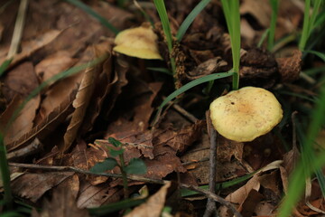 茶色い落ち葉がある地面に生えた白っぽいカサがあるキノコ