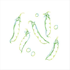 Hand-Drawn Pea Plants Vector Illustration with Pods and Seeds