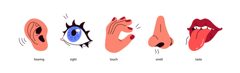Five senses. Hearing with ear, looking with eye, smelling with nose, tasting with mouth, touching with hand. Sensory perceptions with organs. Flat vector illustration isolated on white background