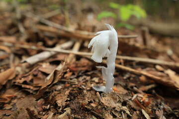茶色い落ち葉がある地面から生える白いギンリョウソウの花