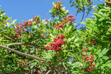 Fresh pink peppercorns on peruvian pepper tree branch. Blue sky at the background.