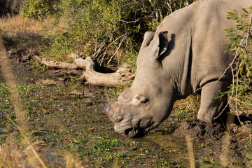 Fototapeta premium A white rhino bull drinking water
