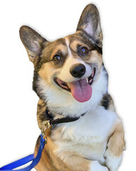 Smiling Corgi Against White Studio Background
