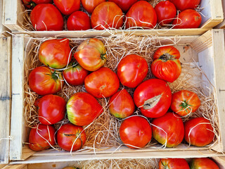 Red beefsteak tomato or beef tomato close up on the farm market stall. Food background.