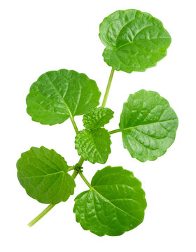 Green pellitory of the wall sprig displaying lush foliage, isolated on transparent backdrop, ideal for botanical and wellness graphic design needs