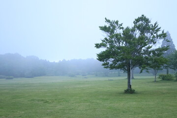 風景、自然、木、緑、草原、空、樹木、植物、屋外、雲、草、景色、緑色、山
