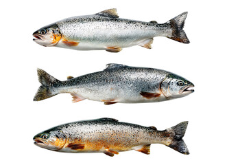 Fototapeta premium Four fresh salmon