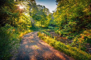 Misty summer view of old country road in the middle of the green foliage forest. Fresh morning scene of Carpathian woodland at June. Beauty of nature concept background.