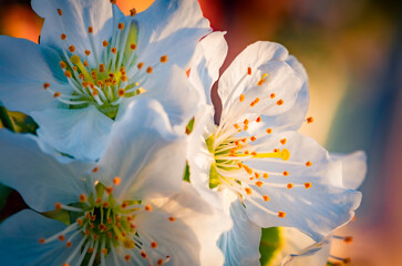 Blooming of apple tree with morning dew. Close up spring scene of white flowers of apple in May garden. Beautiful floral background.