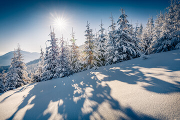 Fantastic morning view of mountain glade with fir tree woodland. Incredible winter landscape of Carpathian mountains. Beauty of nature concept background.