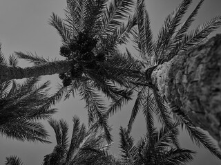 date palms grow against the blue sky