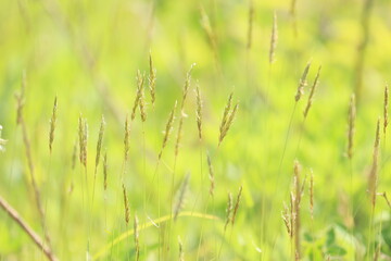 イネ科植物のハルガヤの草の生えた草地