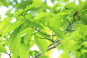 葉に光が当たって緑の透過光と葉脈が強調されたミズナラの葉