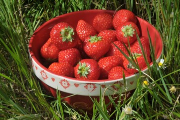 Bol de fraises gariguette françaises mûres posé dans l'herbe en gros plan