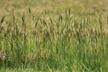イネ科植物のハルガヤの草の生えた草地