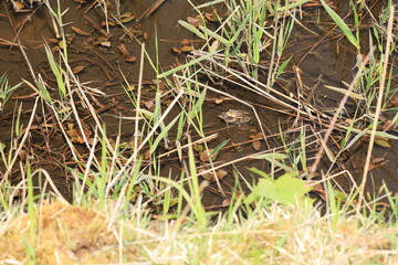 浅い池の水面から顔を出すトノサマガエル