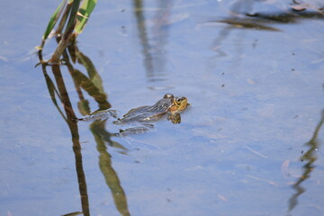 浅い池の水面から顔を出すトノサマガエル
