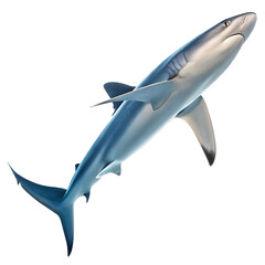 Top view of a silky shark gliding forward, showcasing fluid movement, isolated crisply on a bright white background