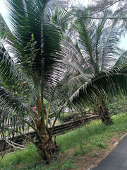 Naklejka premium Nature photography. Exotic fluffy palm trees. Thickets along the road. Tropical landscape for wallpaper. Photo of lush long leaves. Lost corner of the forest near the water. Deserted area. Nobody.
