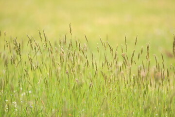 風に揺れるイネ科のハルガヤの穂