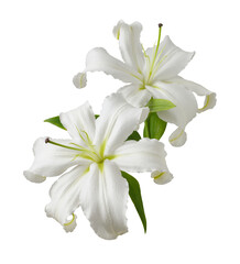 Two white lily flowers isolated on white or transparent background