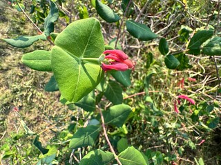 Lonicera sempervirens, known as trumpet honeysuckle, with tubular red flowers and oval green...