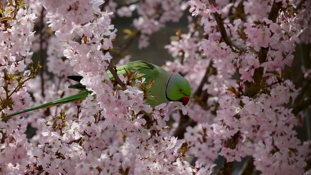 A green parrot perches on a cherry blossom branch, surrounded by delicate pink flowers, with a blurred brick wall in the background.