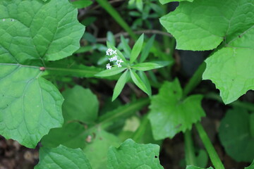 放射状の葉が特徴的なクルマバソウと白い小さな花