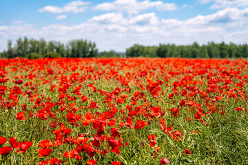 Rewilded field of common poppies Papaver rhoeas. Restoring natural pollinator zone and ecotourism area.