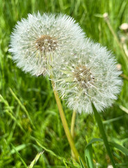 Two fluffy white dandelions intertwined by their stems, gently swaying in a lush green meadow under soft daylight. summer