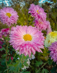 Vibrant pink chrysanthemum in full bloom with a bright yellow center, captured in natural light &mdash; perfect for nature, floral, and garden themes.

