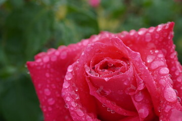 雨に濡れた薔薇（マリアカラス）
