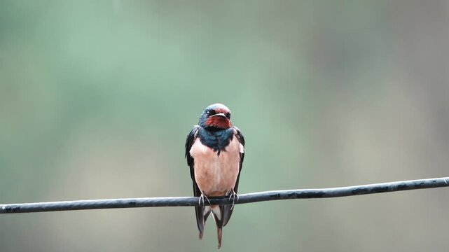 A Barn Swallow (Hirundo rustica) is perched on a wire during the rain.