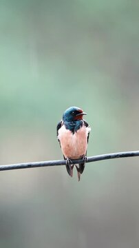 A Barn Swallow (Hirundo rustica) is perched on a wire during the rain.