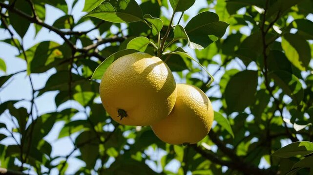 Two ripe yellow grapefruits hanging from tree branch against bright sky, representing freshness, organic fruit, and healthy natural harvest in sunny orchard setting