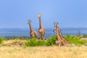 Giraffe in East Tsavo Park in Kenya.