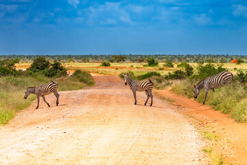 Zebra in Tsavo East National Park. Kenya.