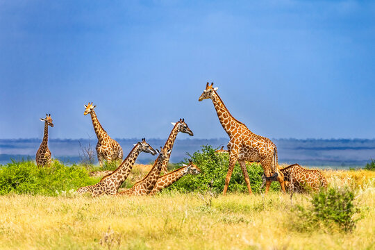 Giraffe in East Tsavo Park in Kenya.