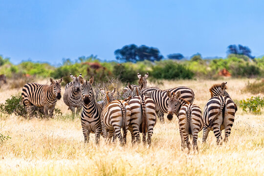 Zebra in Tsavo East National Park. Kenya.