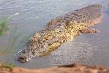 Crocodile in Tsavo East National Park. Kenya.