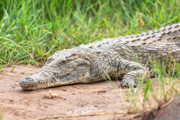 Crocodile in Tsavo East National Park. Kenya.