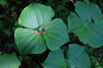 大きな緑色のエンレイソウの葉
