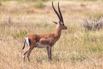 Dik-dik antiloper in Tsavo East National Park in Kenya