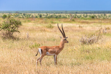 Dik-dik antiloper in Tsavo East National Park in Kenya