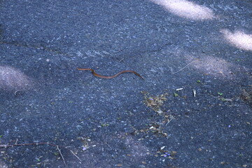 コンクリートの道路の上を這う1匹のヘビのジムグリ